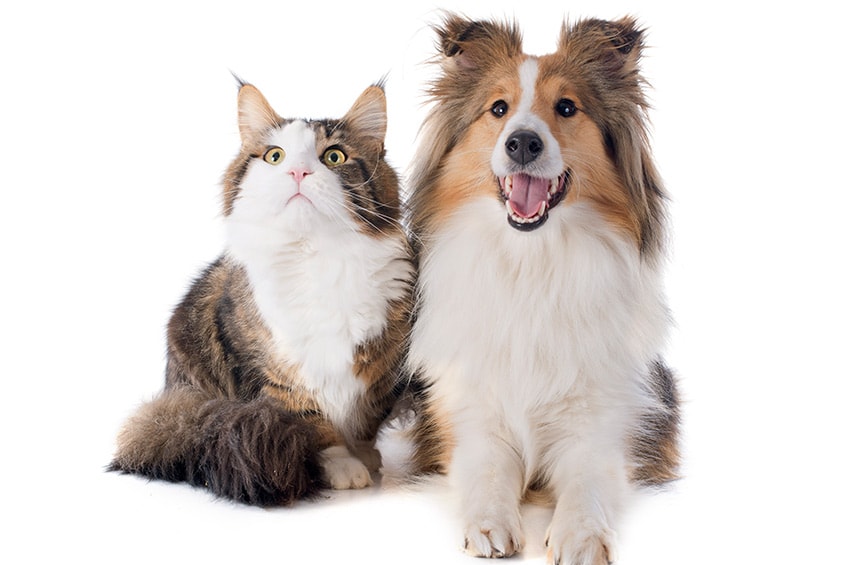 Cats & Dogs