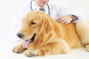 essential vaccines for dogs