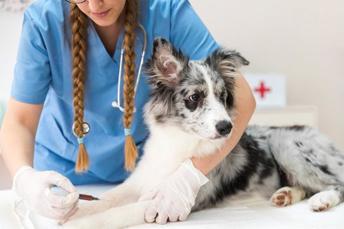 required vaccines for dogs - Tier 1 Veterinary Medical Center