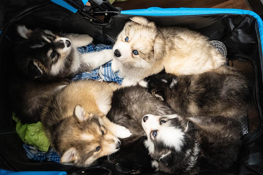 basket full of husky puppies