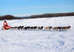 dog sled in the snow in 2020 Iditarod