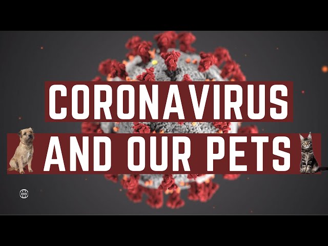 Pets and the COVID-19, Coronavirus
