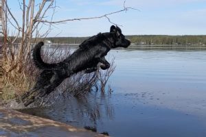 working dog jumping into water