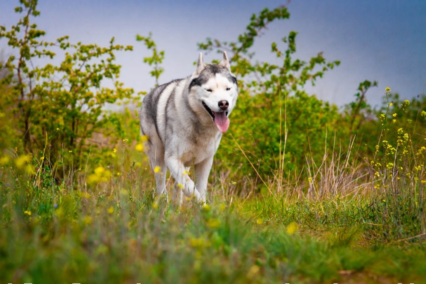 husky dog running through field