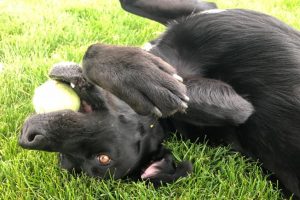 black lab lying in grass on his back with tennis ball