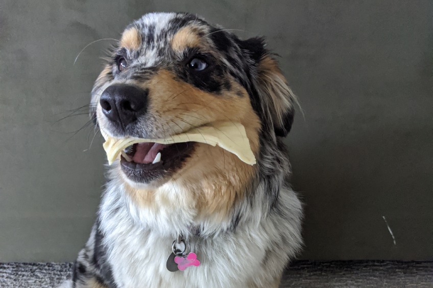 australian shepherd chewing on rawhide