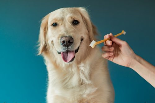 golden retriever brushing teeth - Tier 1 Veterinary Medical Center