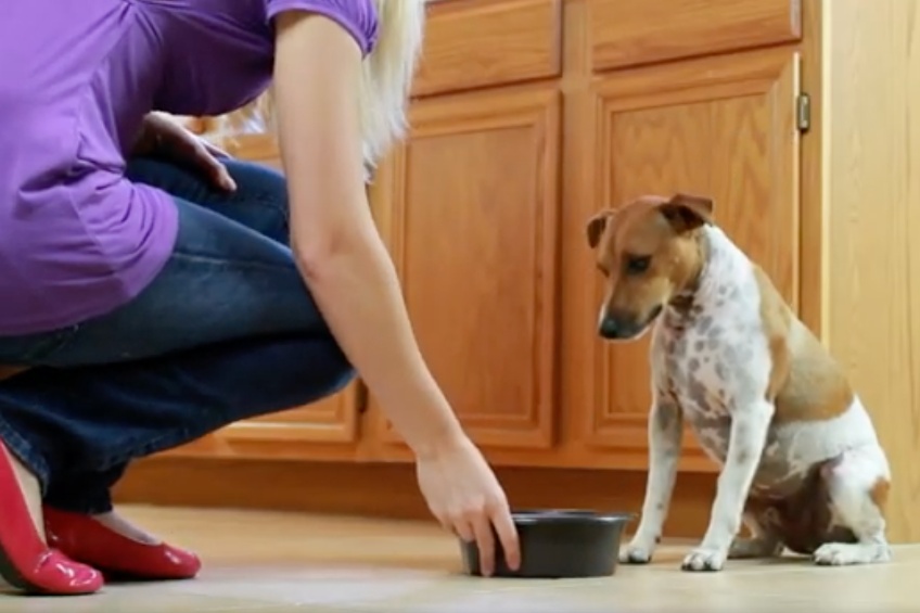 woman feeding her dog