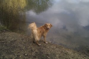 duck tolling retriever by pond