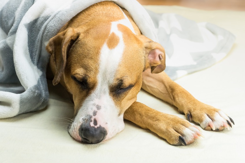 sick dog under blanket