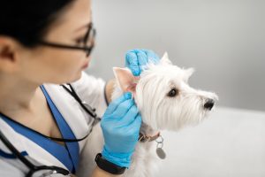 vet examining dog's ears