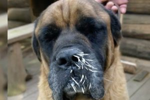 dog needing porcupine quill removal