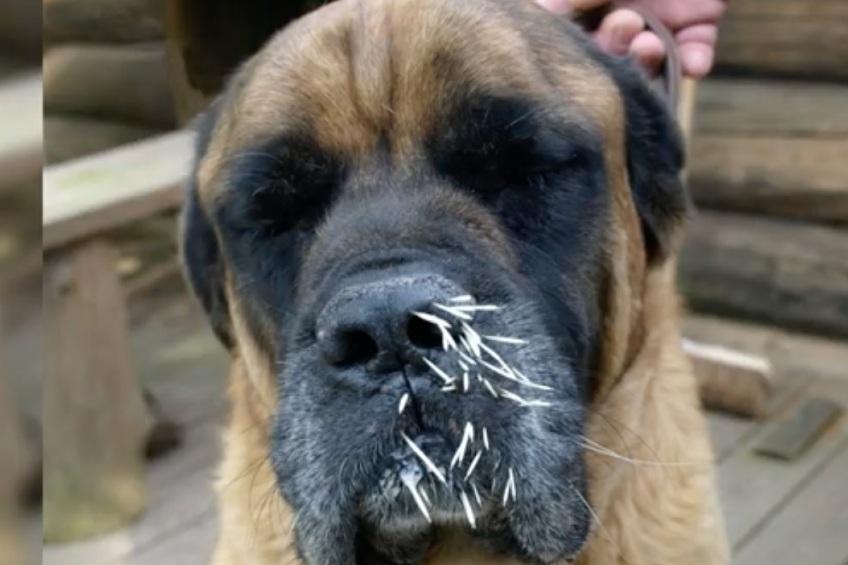 dog needing porcupine quill removal