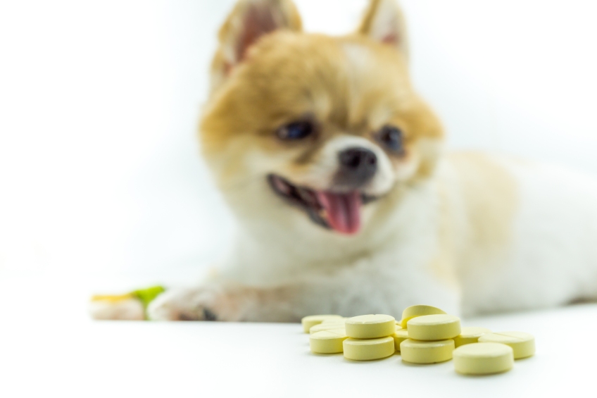 can dogs take ibuprofen or tylenol for pain