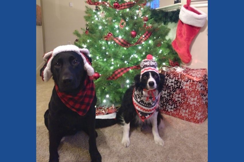 dogs in front of christmas tree