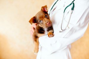puppy held by a veterinarian