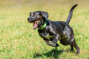 sporting dog running in field
