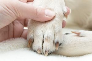 dog paw with dew claws