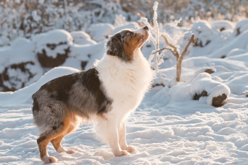 australian shepherd in the snow