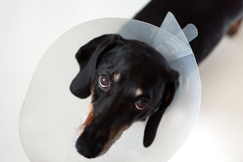 Dachshund cone shop of shame