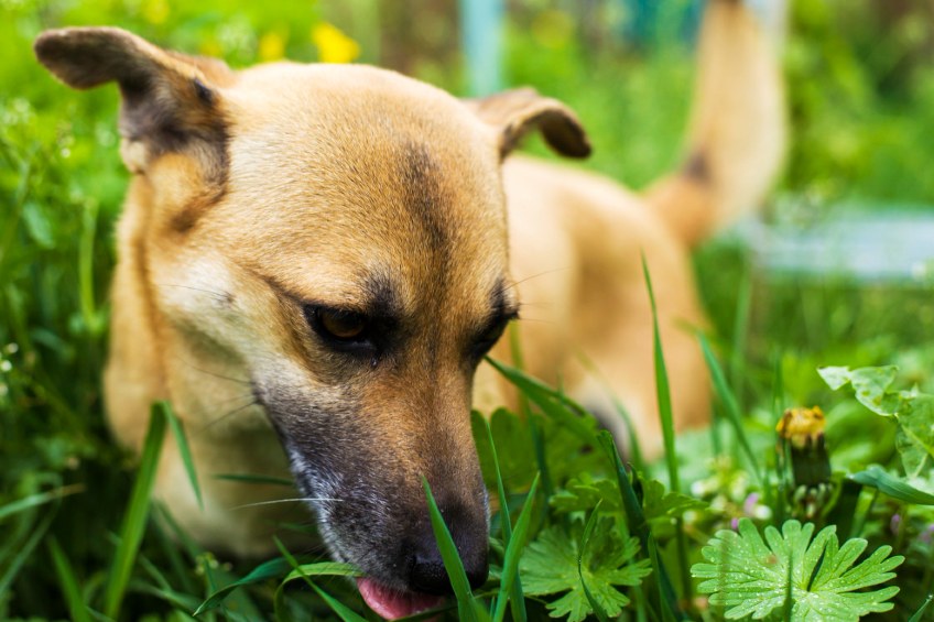 A dog eating store grass