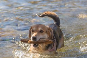 dog playing with stick in the water