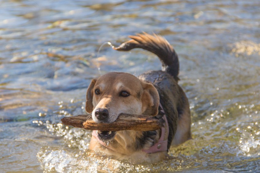 dog playing with stick in the water