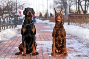 dobermans with cropped and uncropped ears