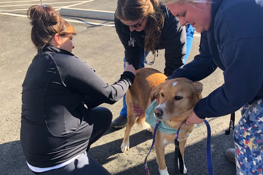 dog being vaccinated