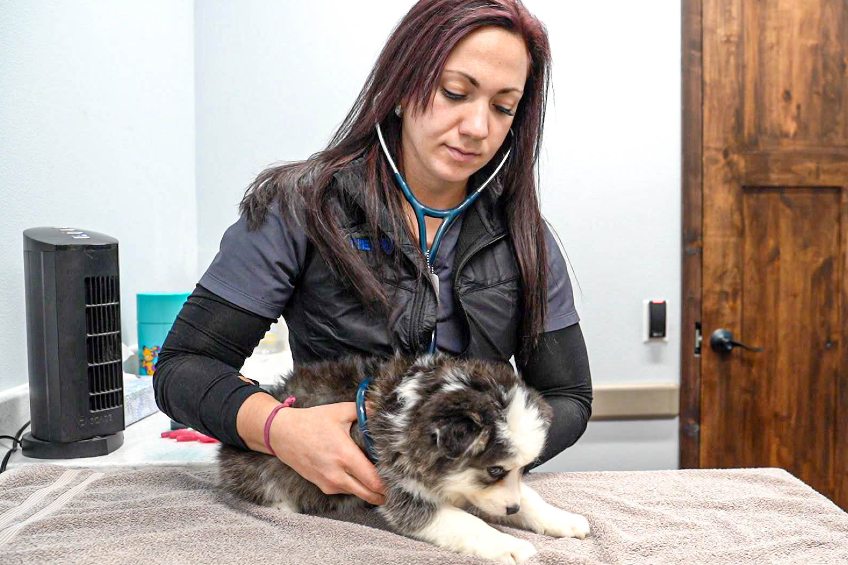 dr. paige wallace doing a recheck on a dog