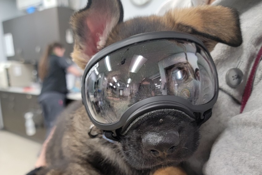 german shepherd puppy wearing goggles
