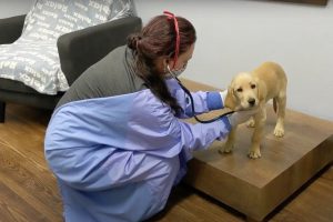 vet examining yellow puppy