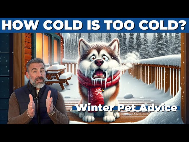 How cold is TOO cold for your pet Expert tips on winter dog care